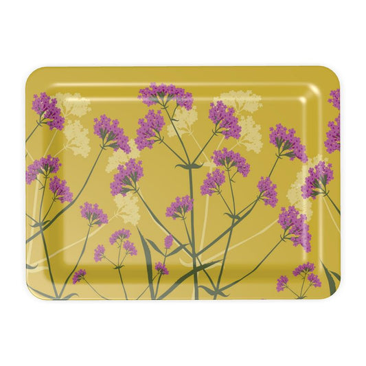 Verbena bonariensis Tray