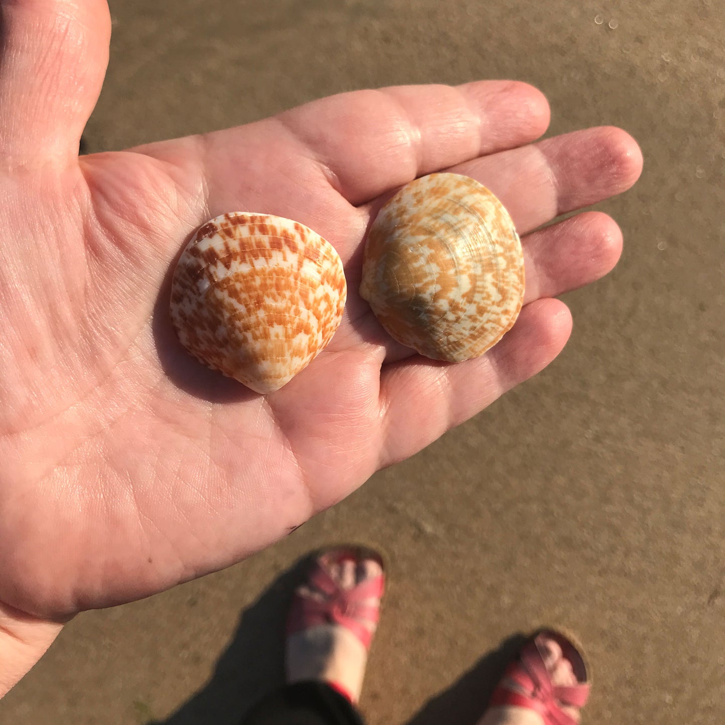 Seashells Cockle Lampshade